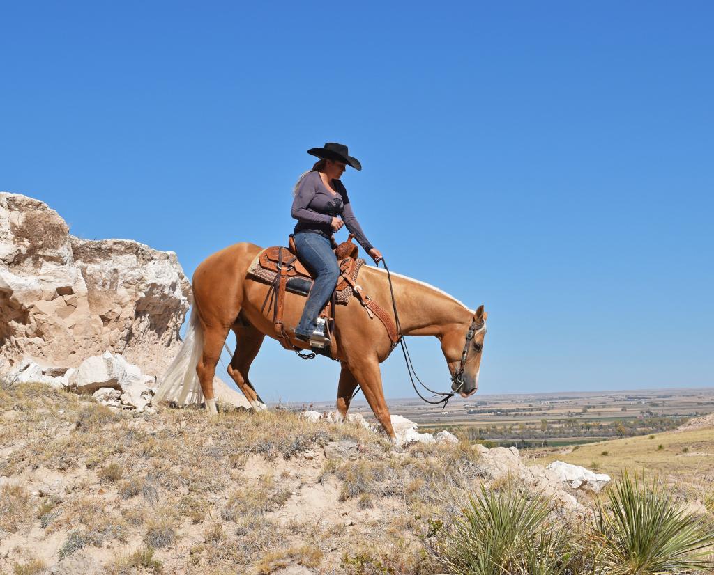 Amarillo (Twombly Performance Horses photo)